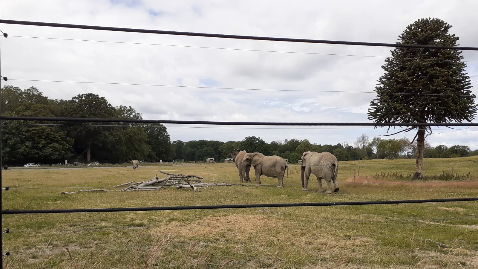 Elefanten im Knuthenborg Safaripark. Die Dickhäuter lassen sich auf der Rundfahrt durch den Park an vielen Stellen beobachten.